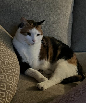 adoptable Cat in Middletown, DE named Coral (FCID# 03/22/2023 - 11)