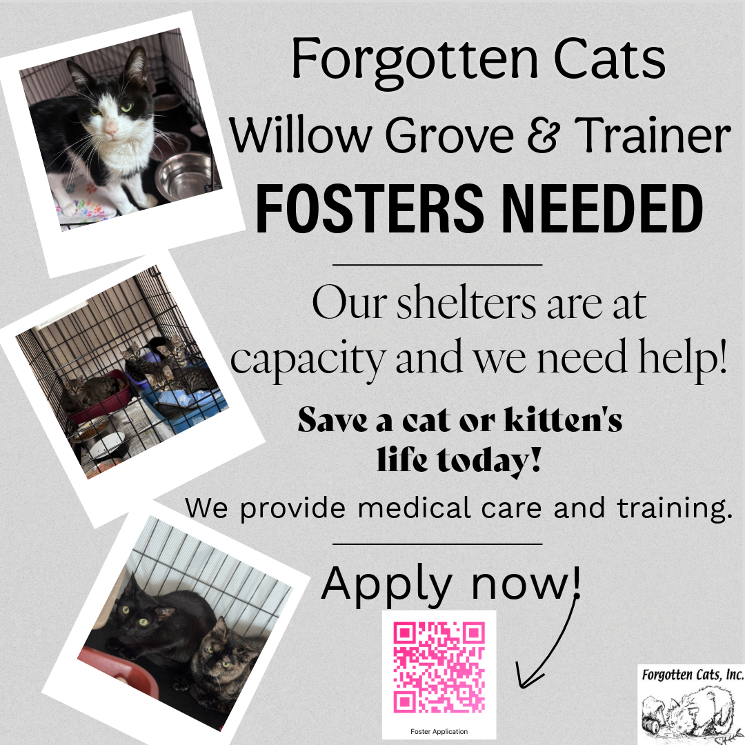 Urgent! Fosters Needed for m/f Kittens & Adults