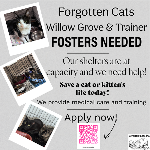 URGENT! FOSTERS NEEDED FOR M/F KITTENS & ADULTS - Domestic Short Hair available for adoption