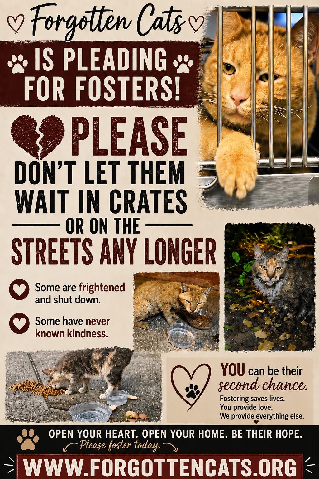 Urgent! Fosters Needed for M/F Kittens & Adults, cat