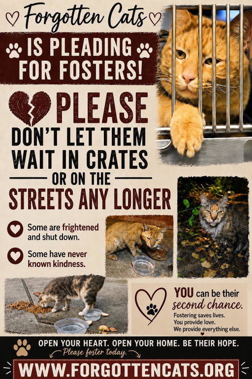 Urgent! Fosters Needed for M/F Kittens & Adults, a cat for adoption from Forgotten Cats, Inc.