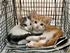 adoptable Cat in wilmington, IL named Fosters needed for m/f kittens & adult cats