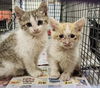 adoptable Cat in , DE named Urgent! Fosters needed for m/f kittens & adults