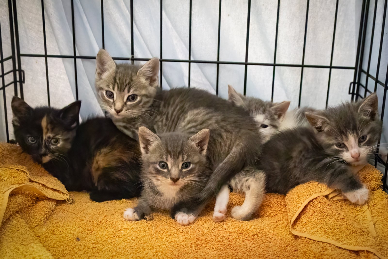 adoptable Cat in Wilmington, DE named Fosters needed for m/f kittens & adult cats