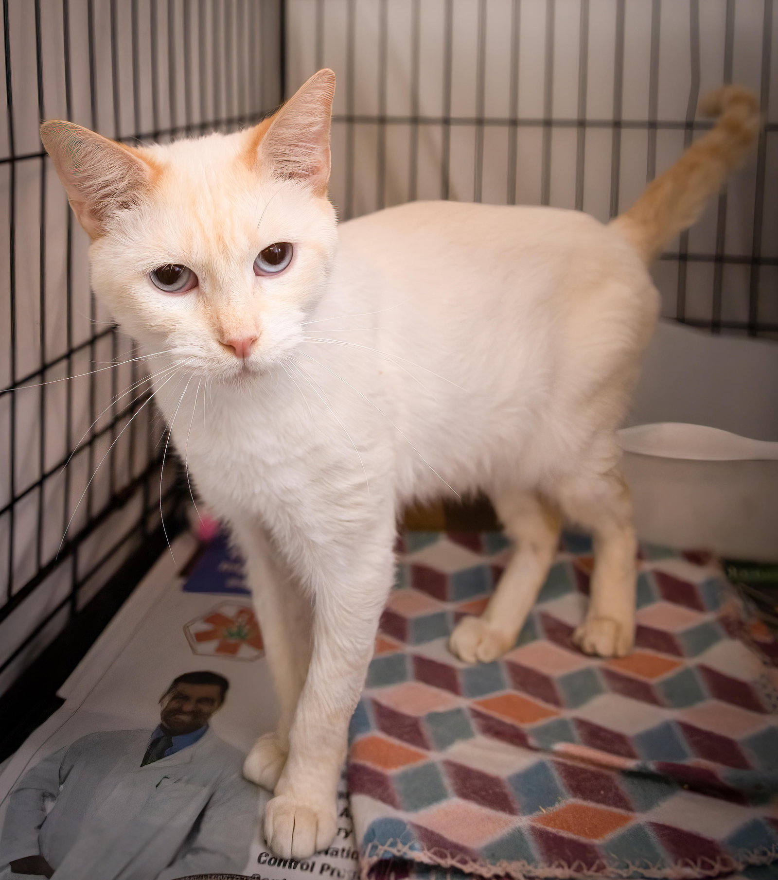 Cats for Adoption in Dover Base Housing, Delaware Alpha Paw