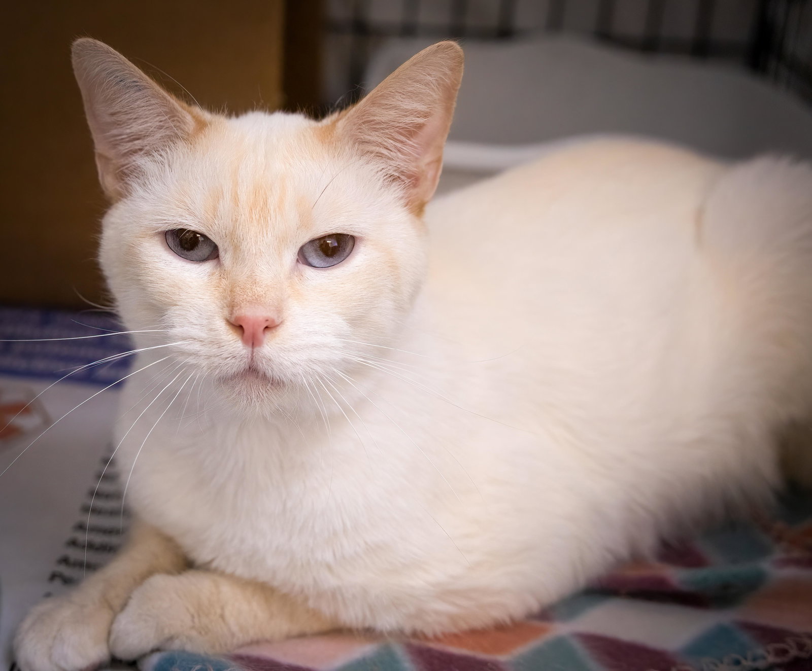 Cats for Adoption in Dover Base Housing, Delaware Alpha Paw