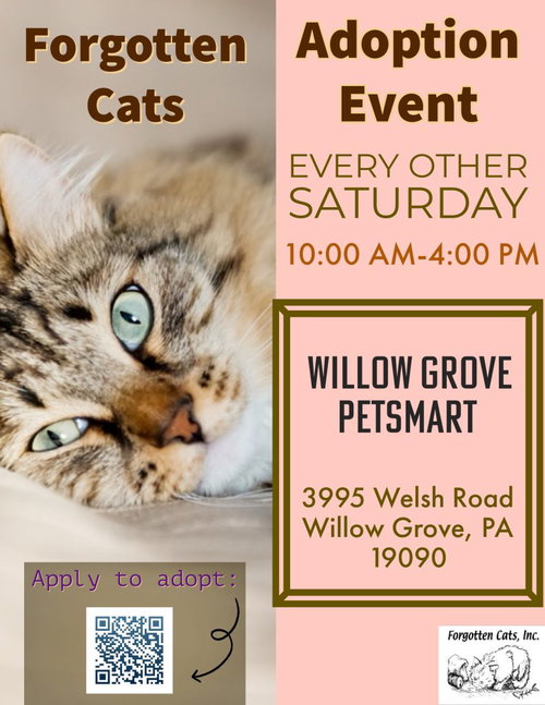 WILLOW GROVE PS ADOPTION EVENT 4/25/26 - Domestic Short Hair available for adoption