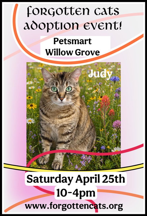 WILLOW GROVE PS ADOPTION EVENT 4/25/26 - Domestic Short Hair available for adoption