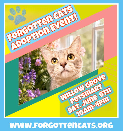 Willow Grove PS Adoption Event 06/06/2026, Young Domestic Short Hair (short coat), cat for adoption in Bethlehem, Pennsylvania