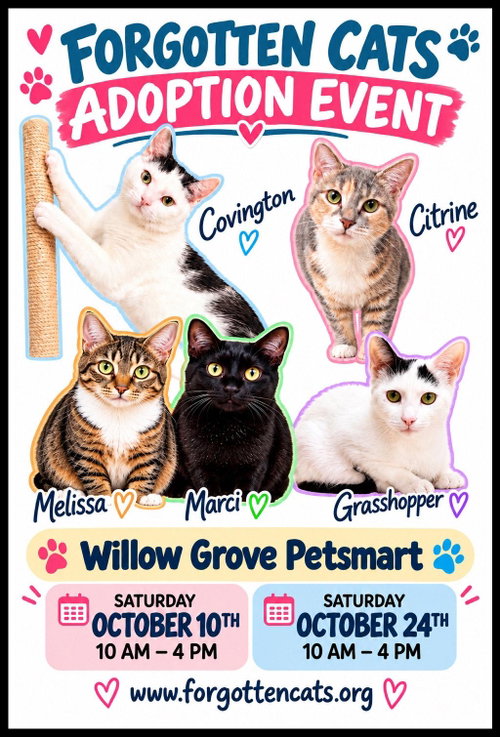 Willow Grove PS October Adoption Events, a cat for adoption from Forgotten Cats, Inc.