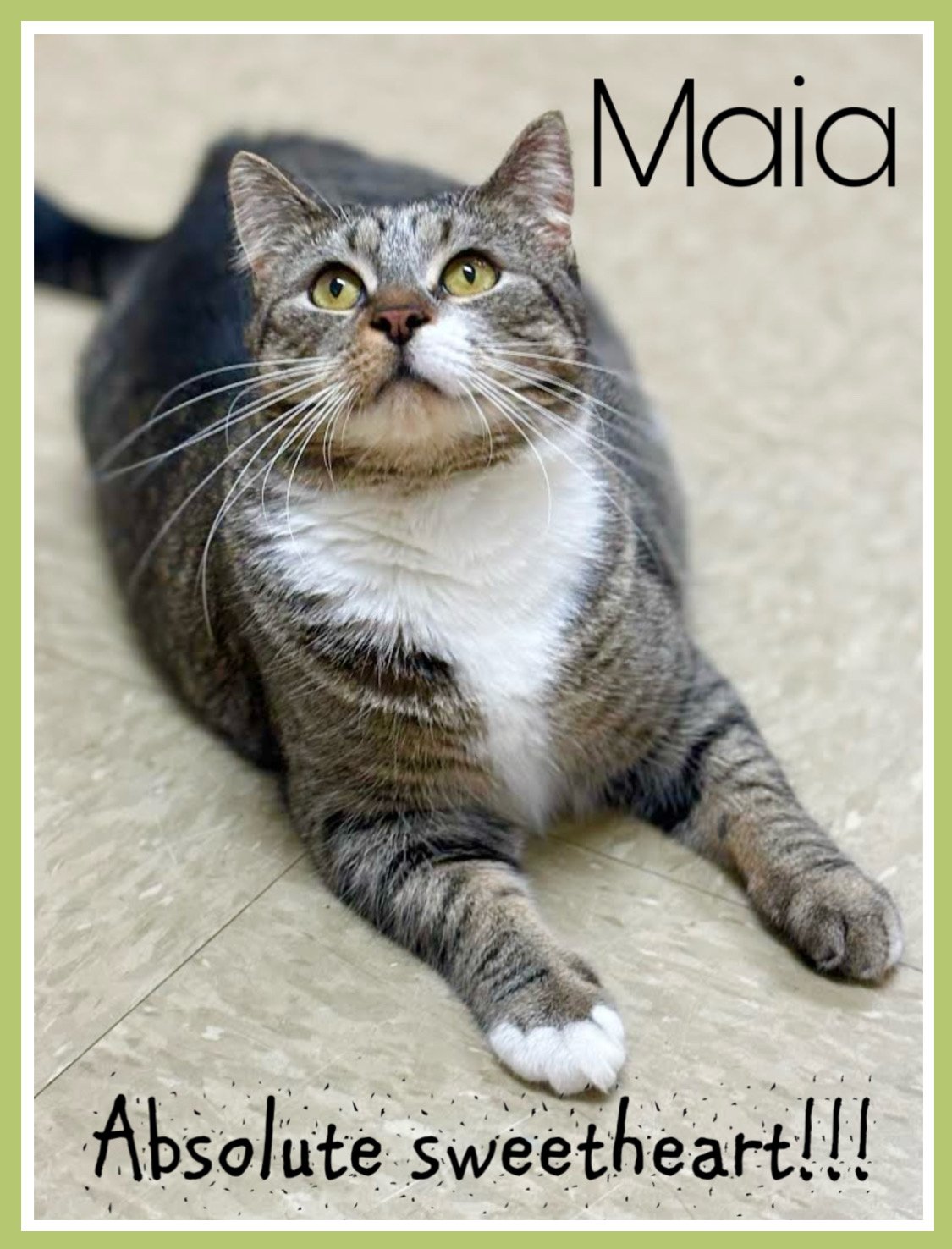adoptable Cat in Willow Grove, PA named Maia, Willow Grove Area (FCID# 03/21/23-158) K, SN