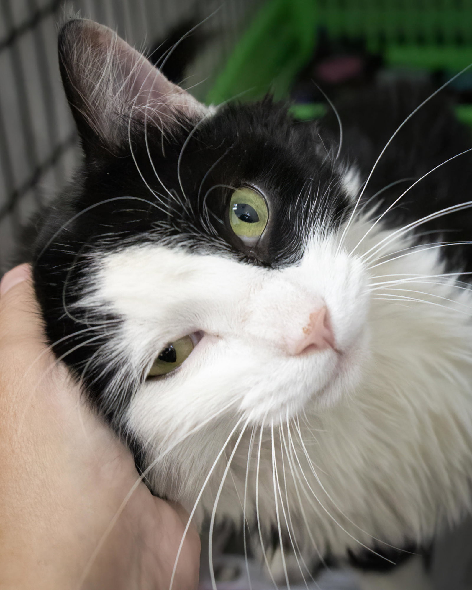 Cats for Adoption in Aberdeen, Maryland Alpha Paw