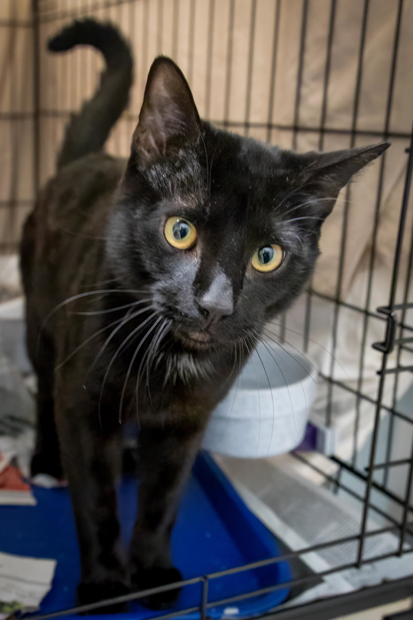 Cats for Adoption in Bear, Delaware Alpha Paw