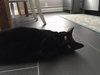 Lasagna Willow Grove area (FCID# 05/16/23 - 135) C - Photo 4