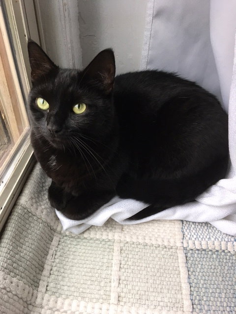 LASAGNA WILLOW GROVE AREA (FCID# 05/16/23 - 135) C - Domestic Short Hair available for adoption