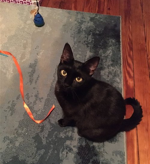 LASAGNA WILLOW GROVE AREA (FCID# 05/16/23 - 135) - Domestic Short Hair available for adoption