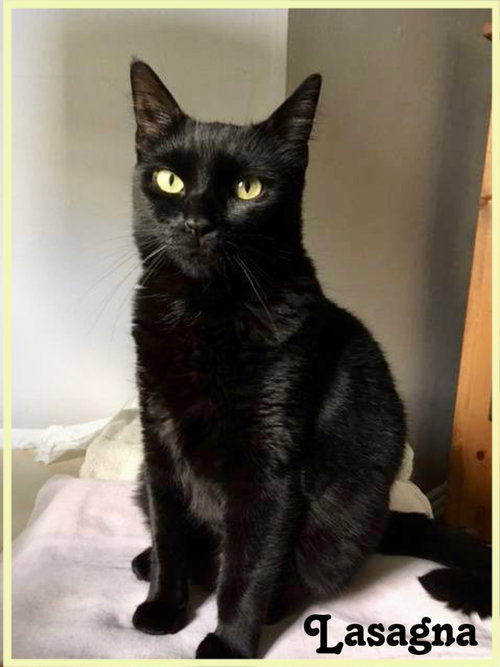 LASAGNA WILLOW GROVE AREA (FCID# 05/16/23 - 135) - Domestic Short Hair available for adoption