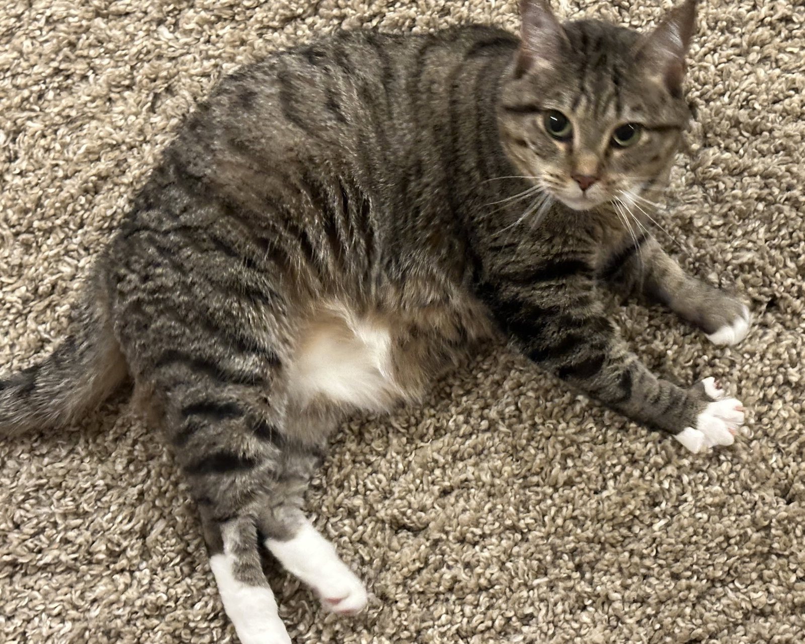 Fawn, Willow Grove Area (FCID 05/31/2023-16), photo 2