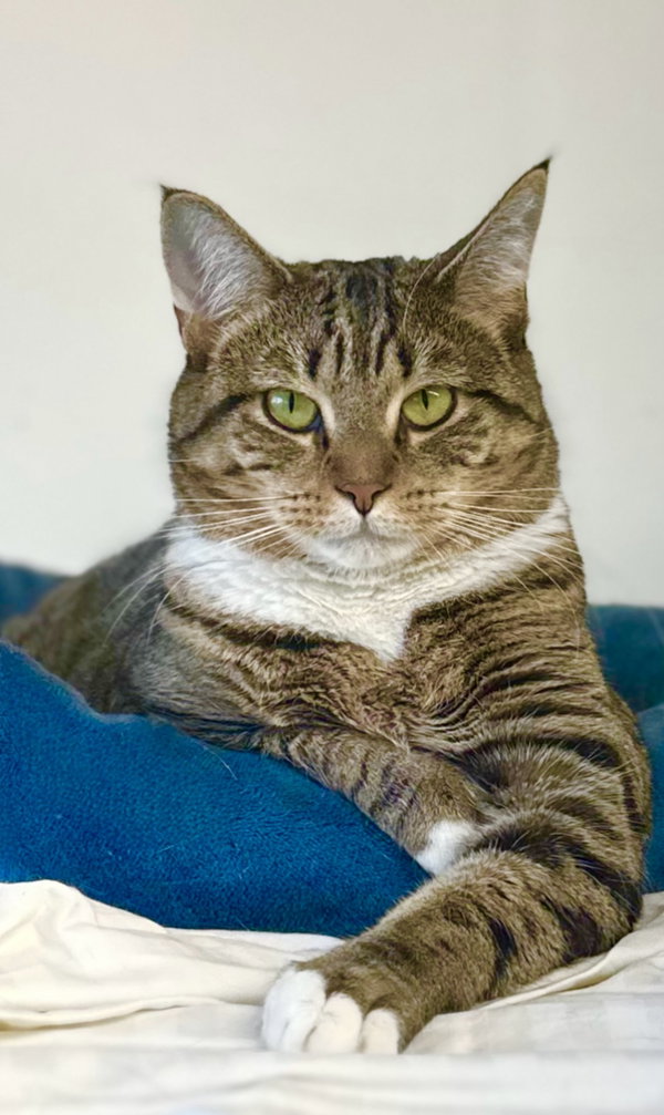 Fawn, Willow Grove Area (FCID 05/31/2023-16)
