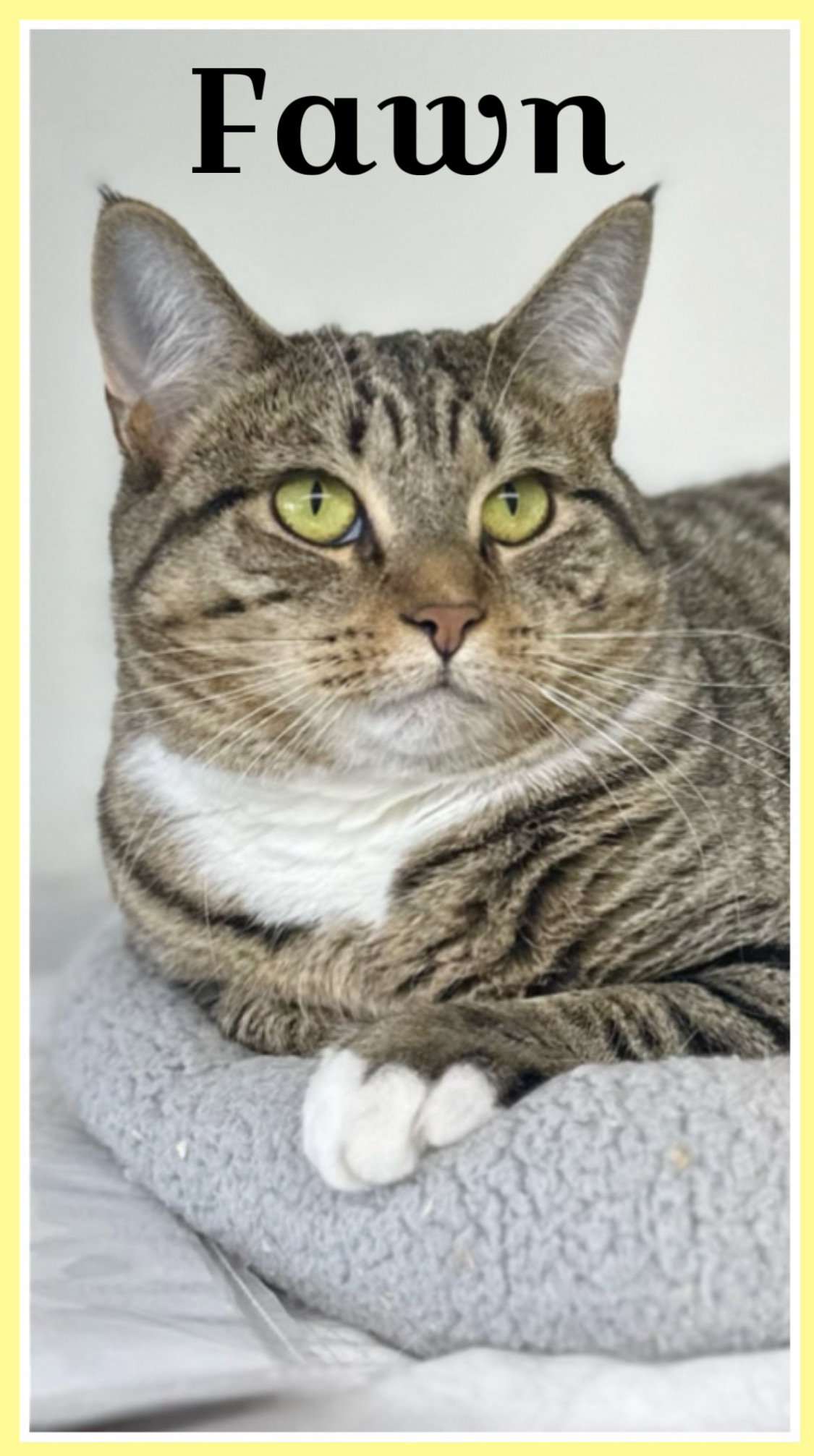 Fawn, Willow Grove Area (FCID 05/31/2023-16), cat