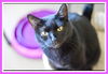 adoptable Cat in Willow Grove, PA named Wednesday Willow Grove, PA (FCID# 5/09/23-145)