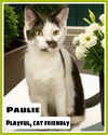 adoptable Cat in Philadelphia, PA named Paulie (FCID# 06/08/2023 - 61)