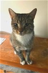 adoptable Cat in  named Bobby (FCID# 07/13/2023 - 47) KC