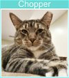 adoptable Cat in  named Chopper (FCID# 07/10/2023 - 43) C