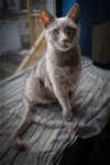 adoptable Cat in marcus hook, AR named Peter Pan (FCID# 08/09/2023 - 9 Trainer) C