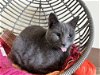 adoptable Cat in us, AR named Peter Pan (FCID# 08/09/2023 - 9 Trainer) C