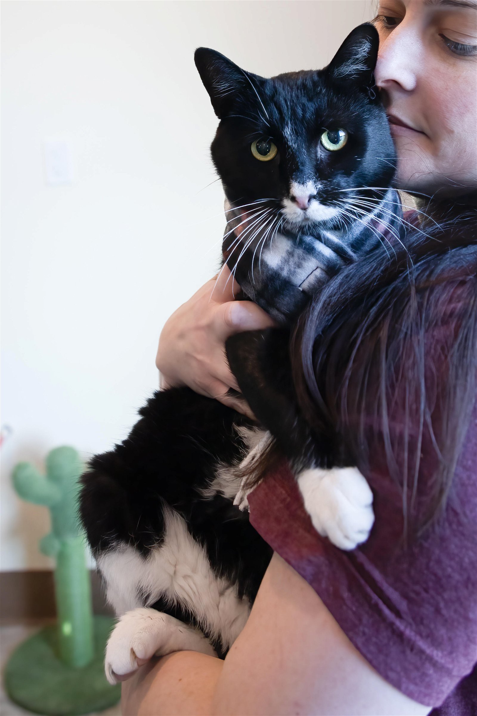 adoptable Cat in Newark, DE named Tuxie (FCID# 07/13/23-105) C, SN meds