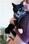 adoptable Cat in  named Tuxie (FCID# 07/13/23-105) C, SN meds