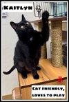 adoptable Cat in willow grove, PA named Kaitlyn Willow Grove PA (FCID# 05/23/23-102), C