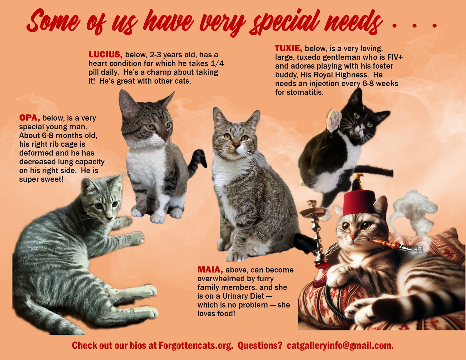 adoptable Cat in Wilmington, DE named We Are Special (needs: food &/or medical) Part 1