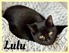 adoptable Cat in willow grove, PA named Lulu Willow Grove, PA (FCID# 08/31/2023-115) DC