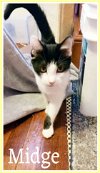 adoptable Cat in willow grove, PA named Midge Jenkintown area (FCID# 09/29/2023 - 117)