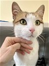 adoptable Cat in marcus hook, AR named Mitchell (FCID# 02/22/23-18 Trainer) SN heart meds