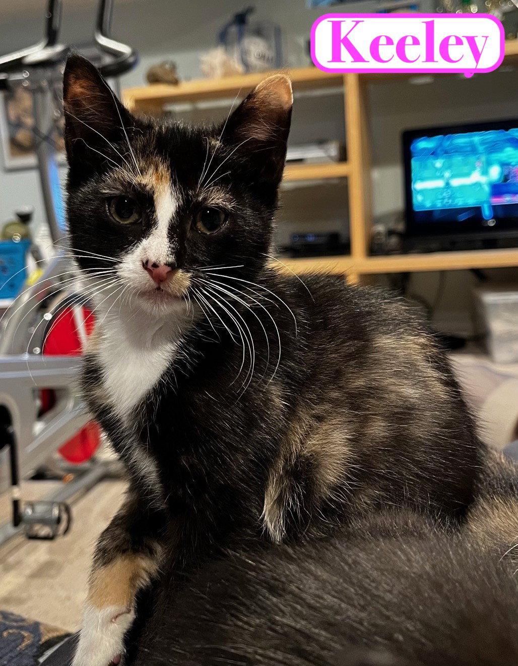 Cats for Adoption in Glendora, New Jersey Alpha Paw