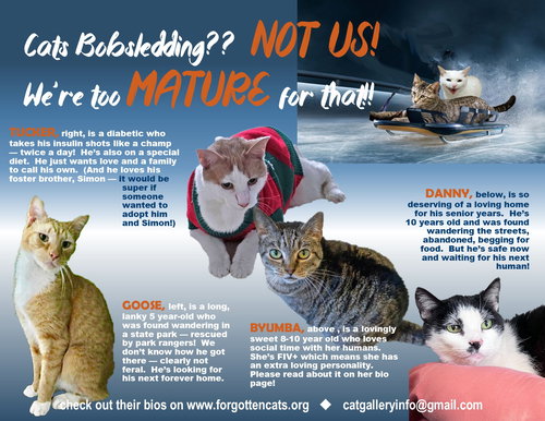MORE MATURE & SENIOR CATS (MALE & FEMALE) 4 PAGES - Domestic Short Hair available for adoption