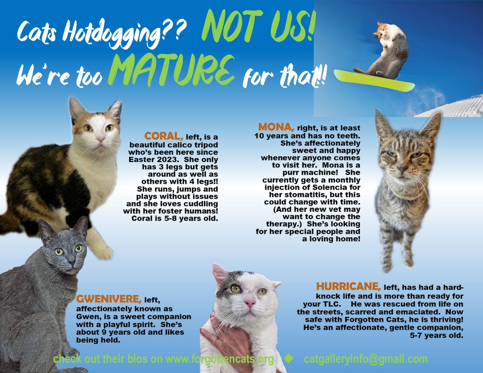 More Mature & Senior Cats (male & female) 2 pages