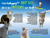 More Mature & Senior Cats (male & female) 4 pages - Photo 2