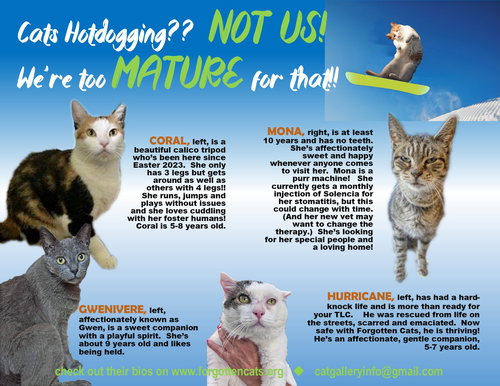 MORE MATURE & SENIOR CATS (MALE & FEMALE) 4 PAGES - Domestic Short Hair available for adoption