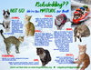 More Mature & Senior Cats (male & female) - Photo 1