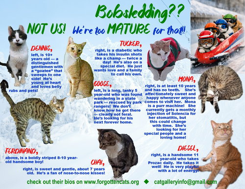 MORE MATURE & SENIOR CATS (MALE & FEMALE) - Domestic Short Hair available for adoption