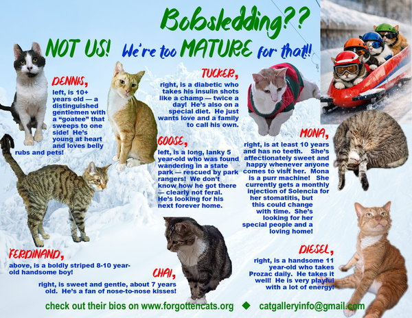 More Mature & Senior Cats (male & female)