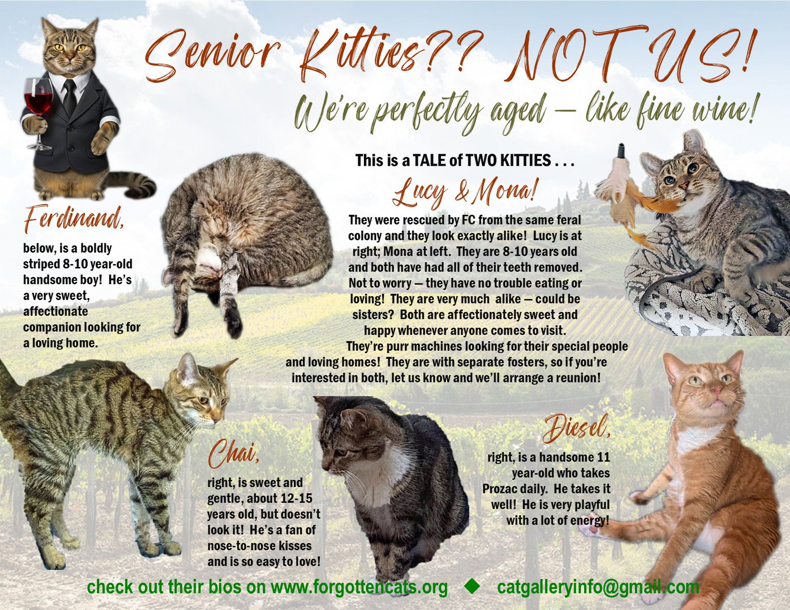 More Mature & Senior Cats (male & female) 2 flyers Image