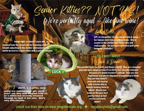 More Mature & Senior Cats (male & female) 2 flyers, Adult Domestic Short Hair (short coat), cat for adoption in Lancaster, Pennsylvania