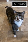 More Mature & Senior Cats (male & female) 2 flyers - Photo 3