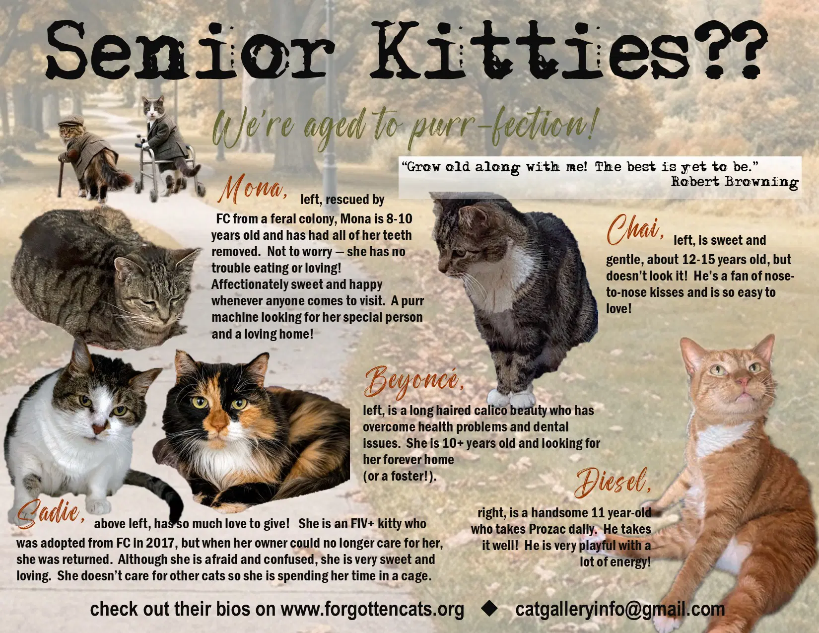 More Mature  Senior Cats Male  Female  Flyers - Domestic Short Hair