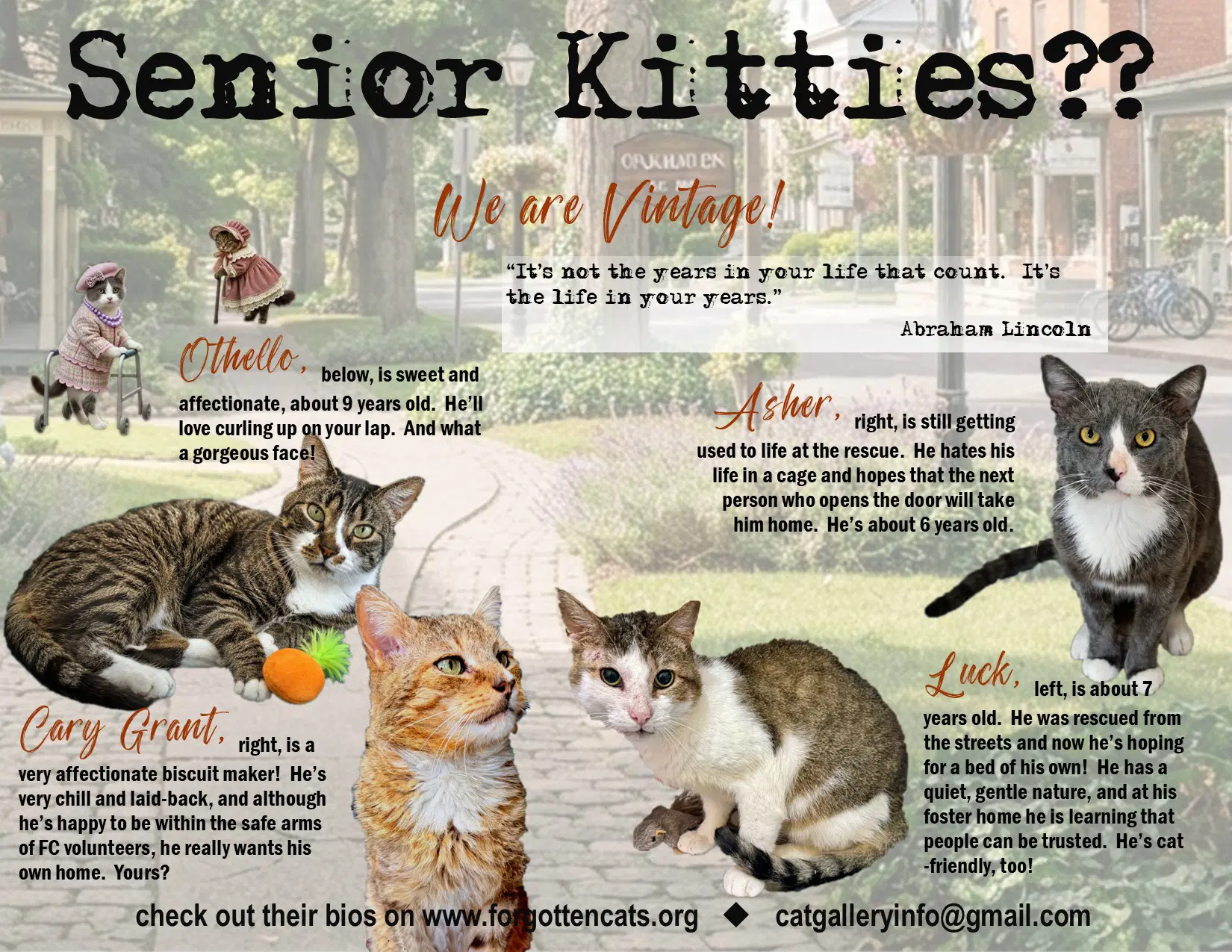 More Mature  Senior Cats Male  Female  Flyers image 2
